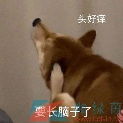 《抖音》当代易碎大学生梗的意思介绍